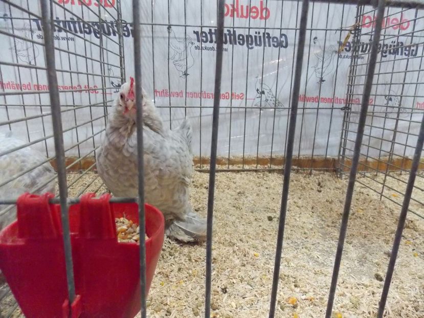  - EXPO-2017- NATIONALA AUSTRIEI WELS