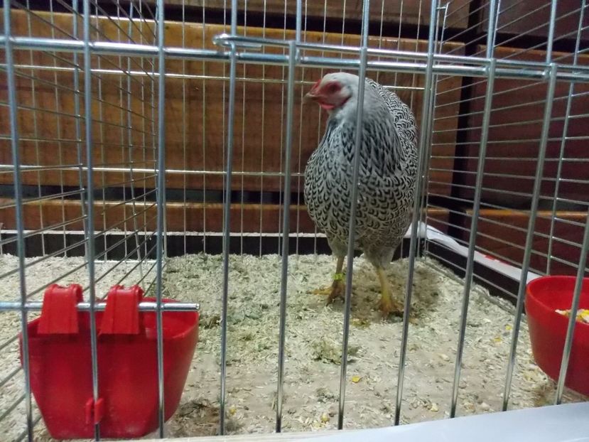  - EXPO-2017- NATIONALA AUSTRIEI WELS