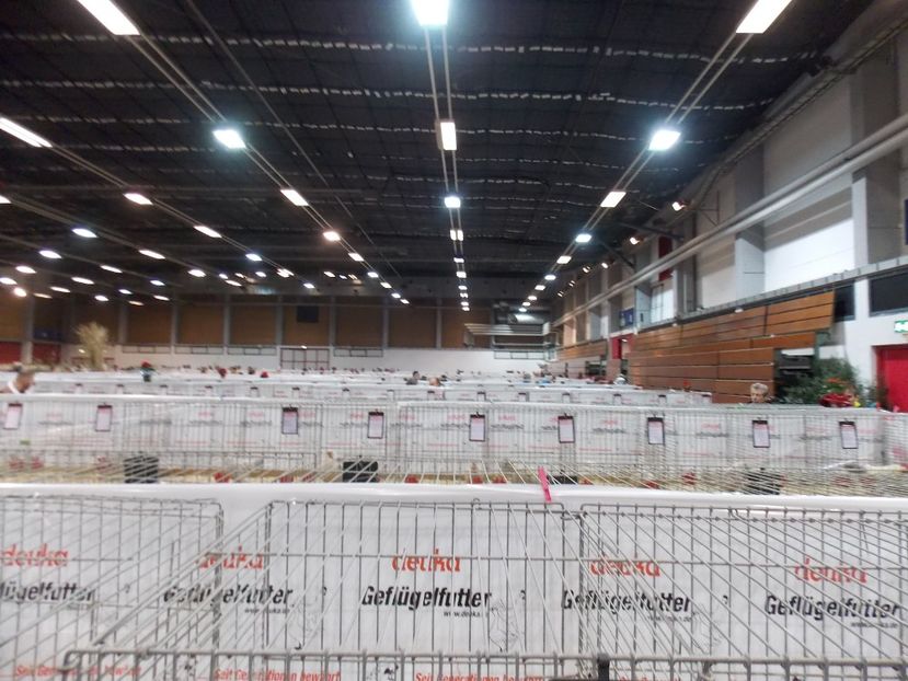  - EXPO-2017- NATIONALA AUSTRIEI WELS