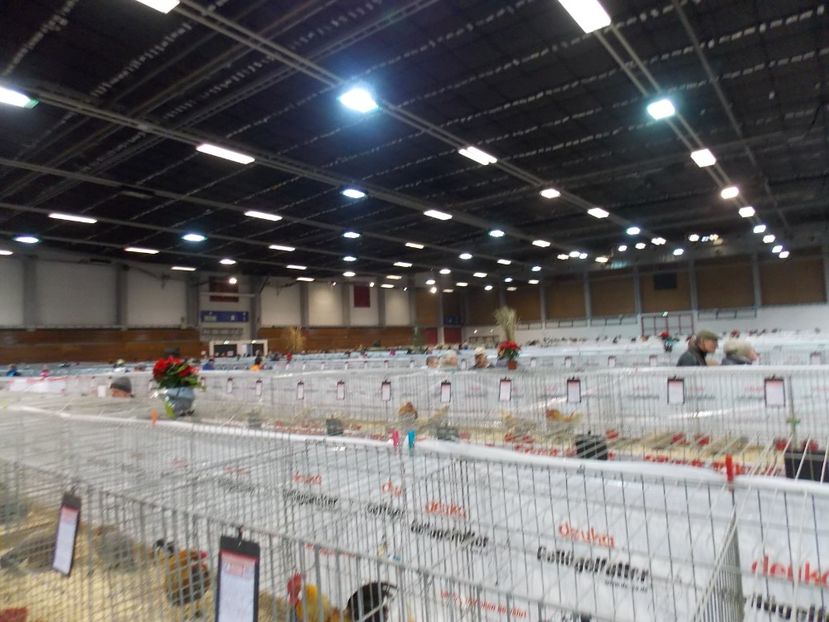  - EXPO-2017- NATIONALA AUSTRIEI WELS