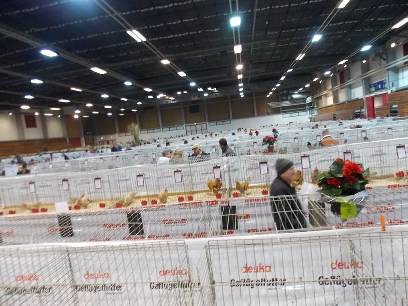  - EXPO-2017- NATIONALA AUSTRIEI WELS