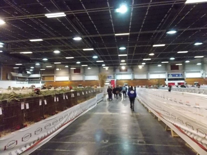  - EXPO-2017- NATIONALA AUSTRIEI WELS