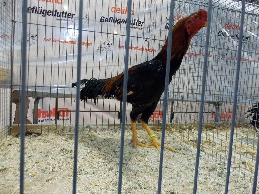  - EXPO-2017- NATIONALA AUSTRIEI WELS