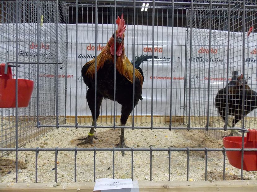  - EXPO-2017- NATIONALA AUSTRIEI WELS