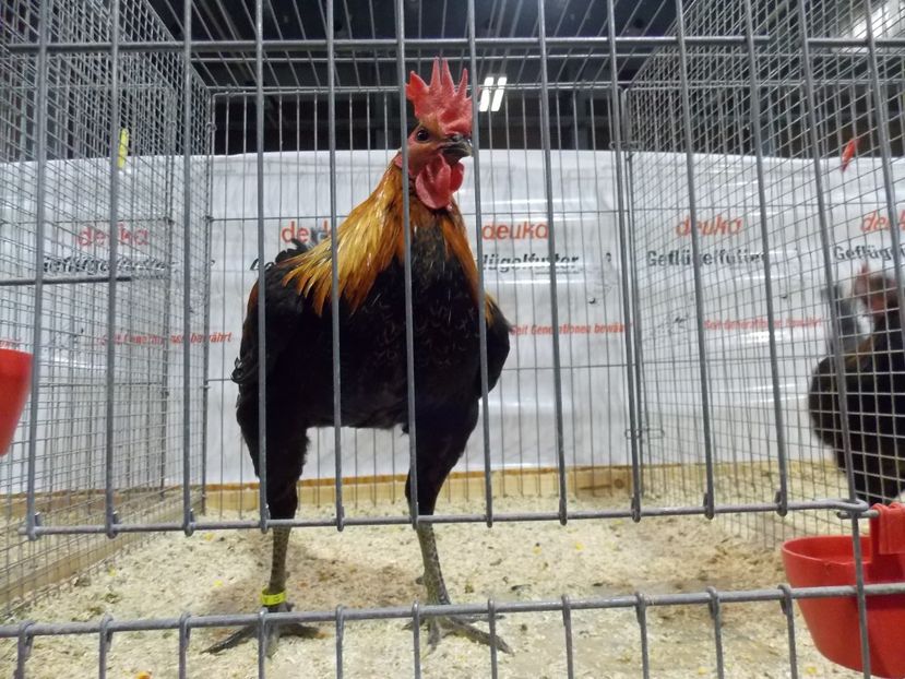  - EXPO-2017- NATIONALA AUSTRIEI WELS