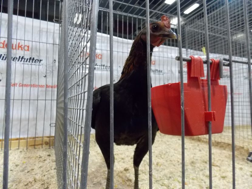  - EXPO-2017- NATIONALA AUSTRIEI WELS