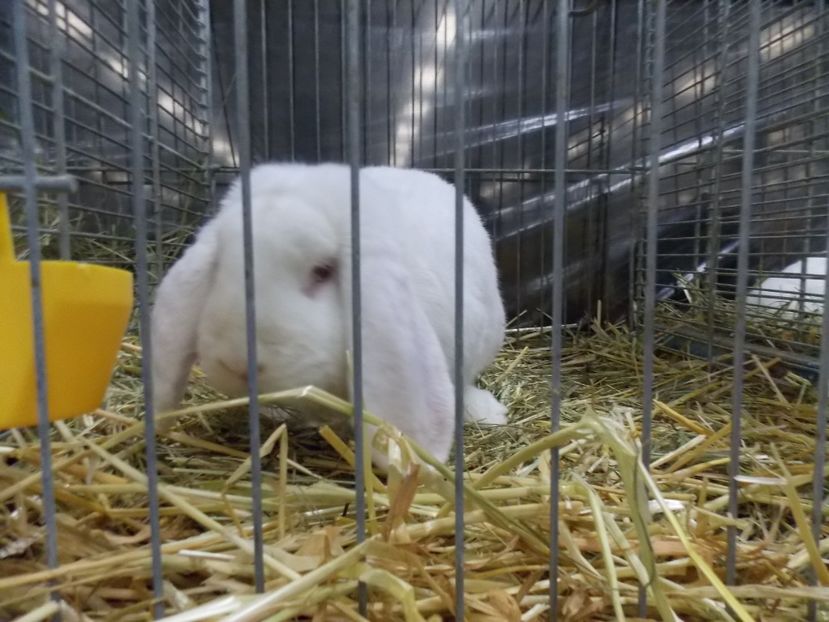  - EXPO-2017- NATIONALA AUSTRIEI WELS