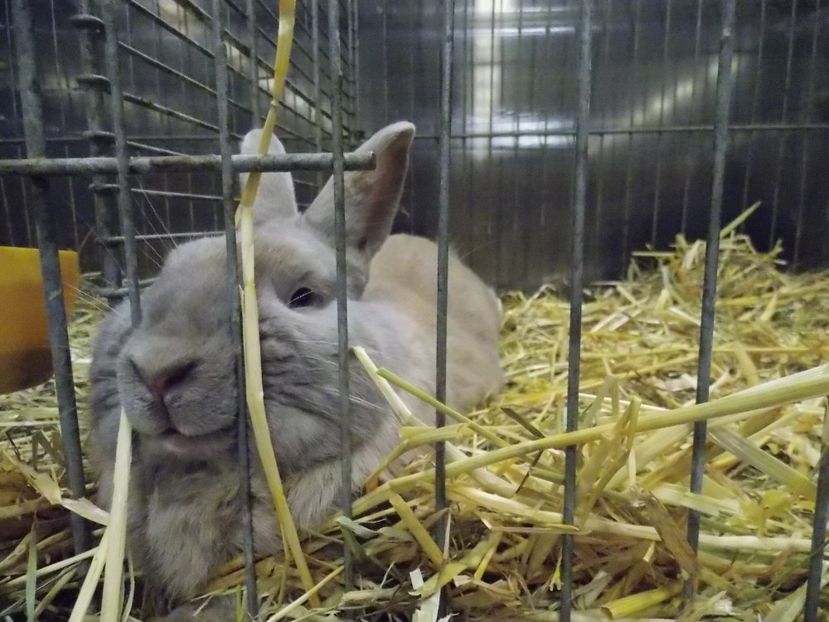  - EXPO-2017- NATIONALA AUSTRIEI WELS