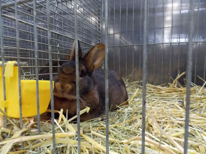  - EXPO-2017- NATIONALA AUSTRIEI WELS