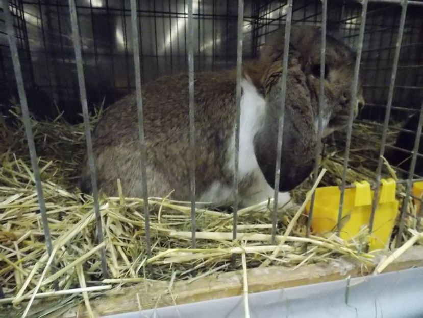  - EXPO-2017- NATIONALA AUSTRIEI WELS