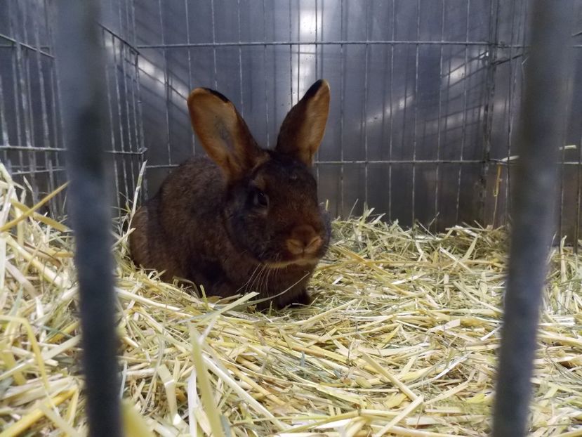  - EXPO-2017- NATIONALA AUSTRIEI WELS