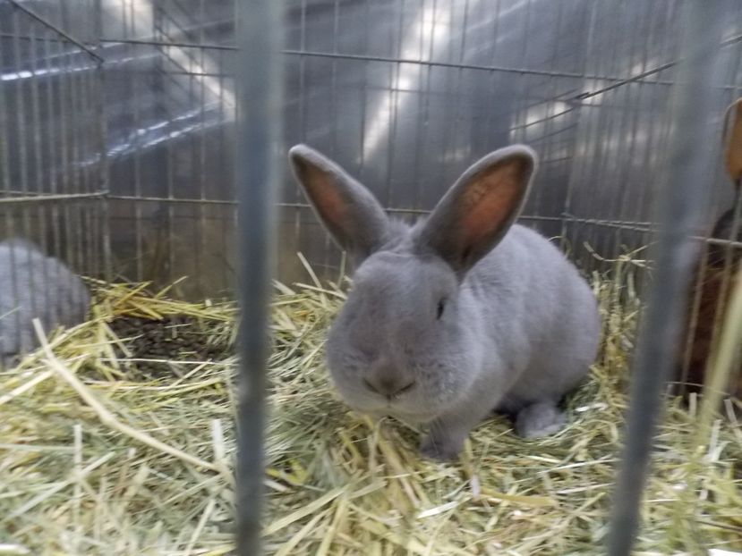  - EXPO-2017- NATIONALA AUSTRIEI WELS