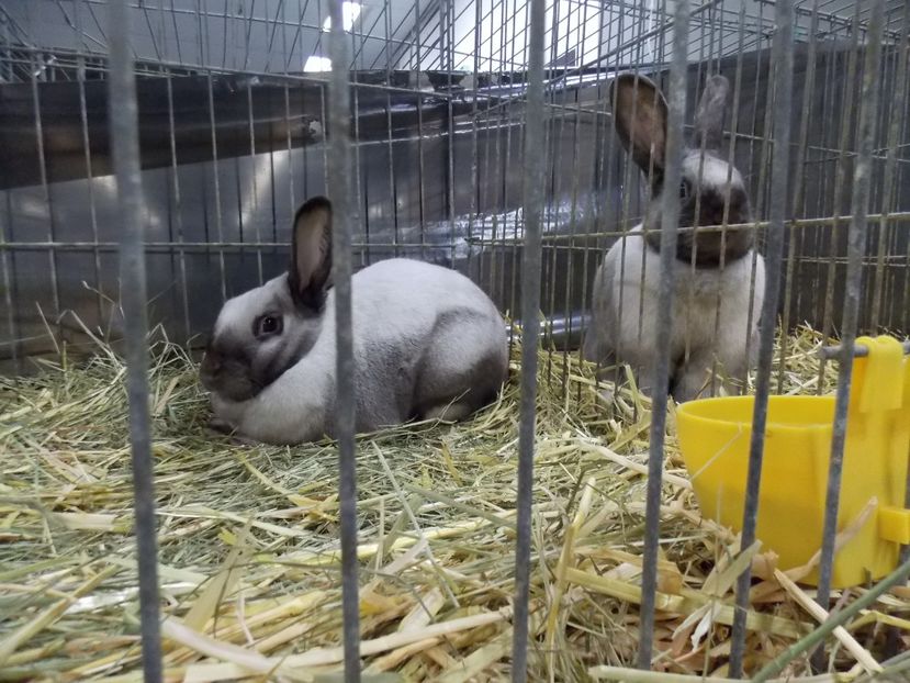  - EXPO-2017- NATIONALA AUSTRIEI WELS