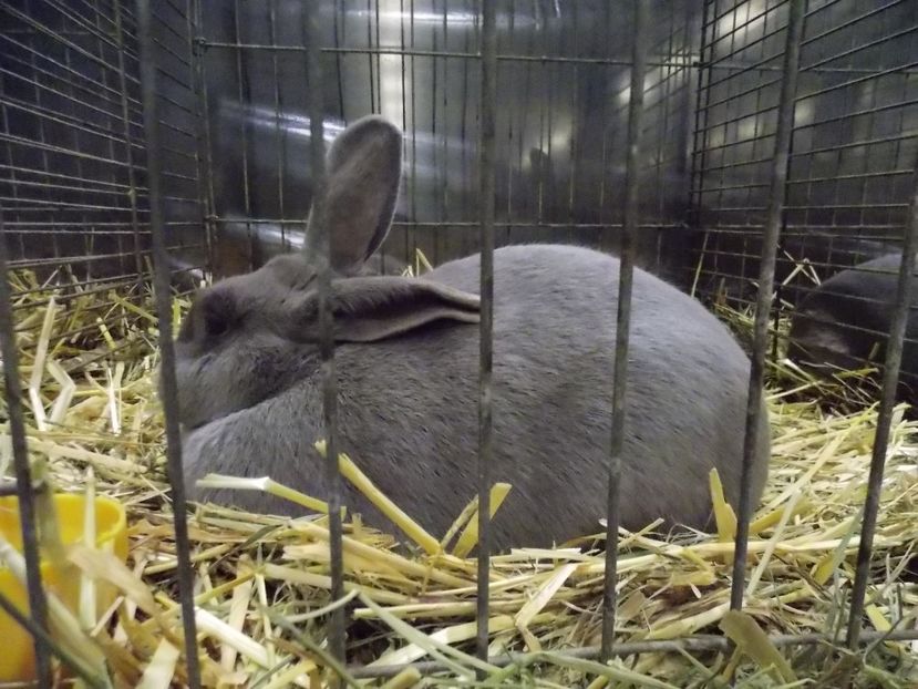  - EXPO-2017- NATIONALA AUSTRIEI WELS