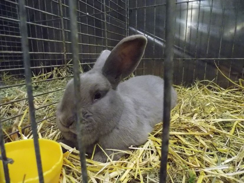  - EXPO-2017- NATIONALA AUSTRIEI WELS