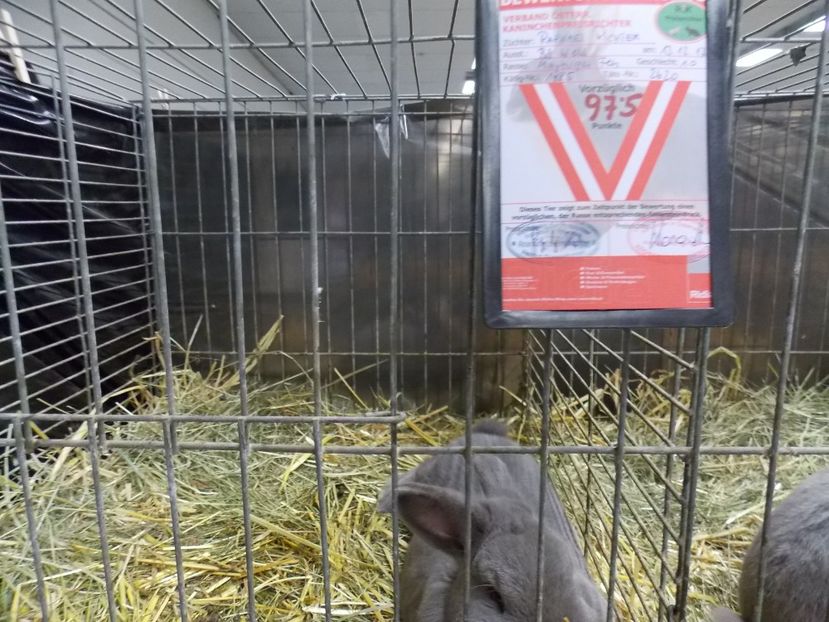  - EXPO-2017- NATIONALA AUSTRIEI WELS