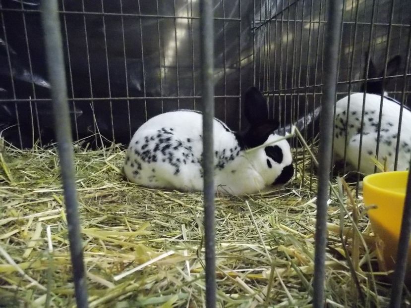  - EXPO-2017- NATIONALA AUSTRIEI WELS