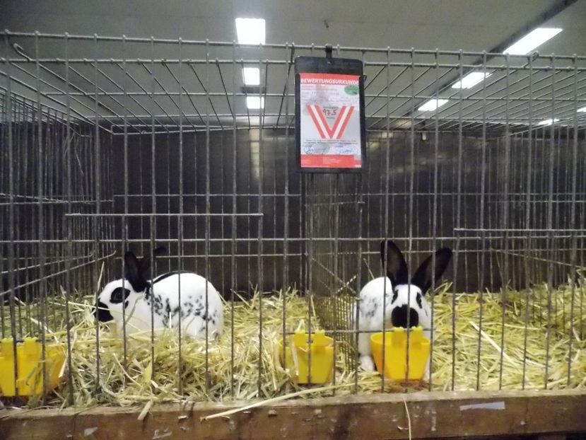  - EXPO-2017- NATIONALA AUSTRIEI WELS