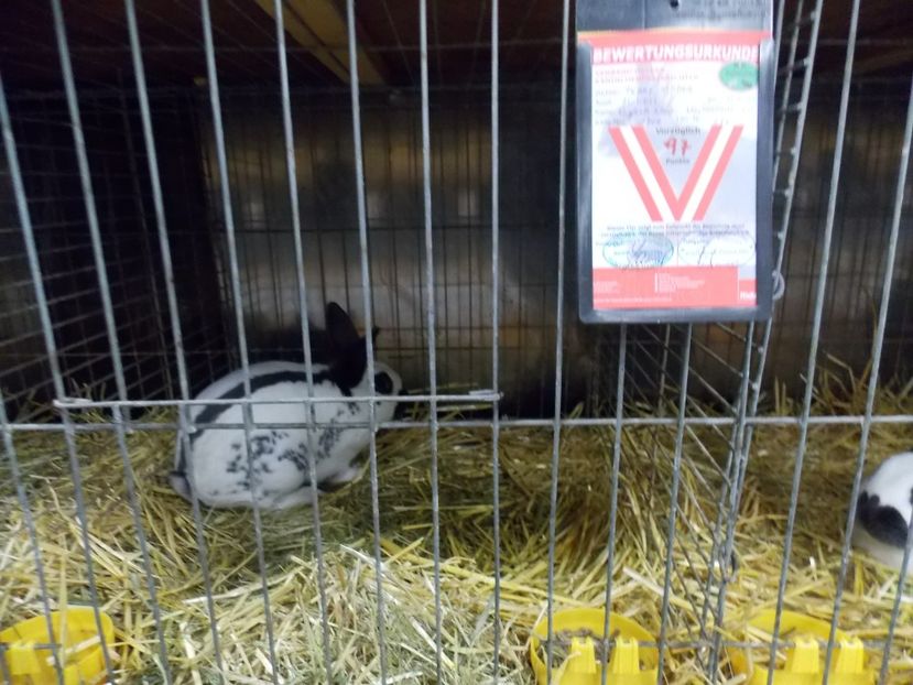  - EXPO-2017- NATIONALA AUSTRIEI WELS