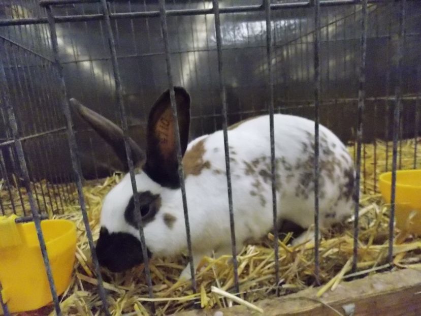  - EXPO-2017- NATIONALA AUSTRIEI WELS