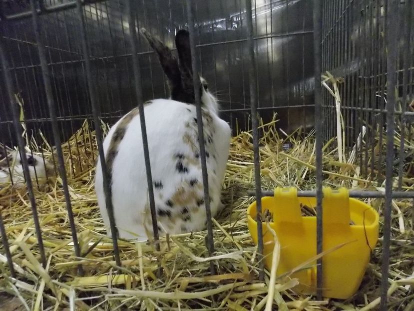  - EXPO-2017- NATIONALA AUSTRIEI WELS