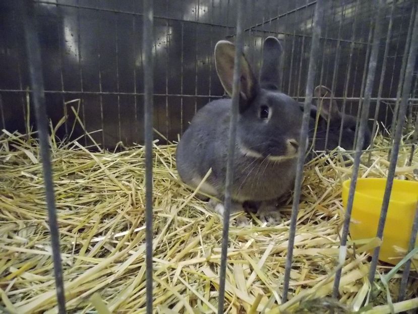  - EXPO-2017- NATIONALA AUSTRIEI WELS