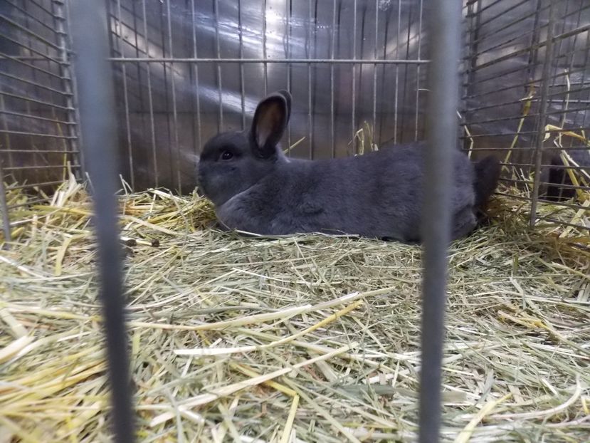  - EXPO-2017- NATIONALA AUSTRIEI WELS