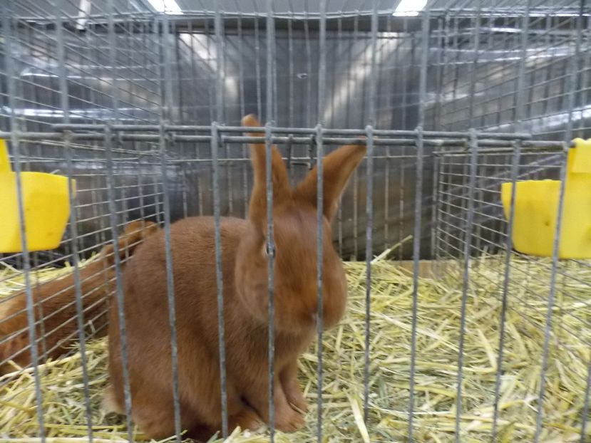  - EXPO-2017- NATIONALA AUSTRIEI WELS