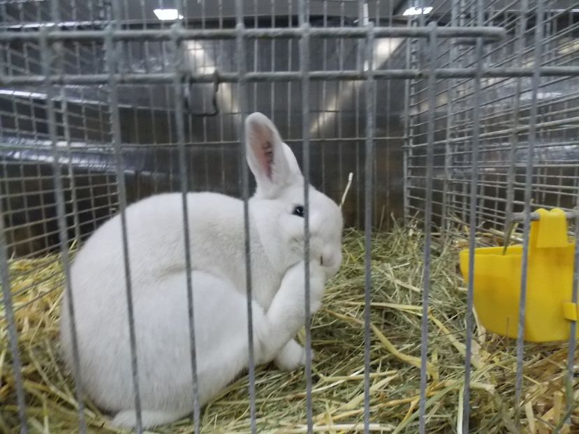  - EXPO-2017- NATIONALA AUSTRIEI WELS