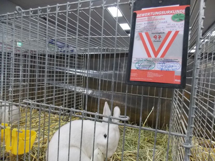  - EXPO-2017- NATIONALA AUSTRIEI WELS