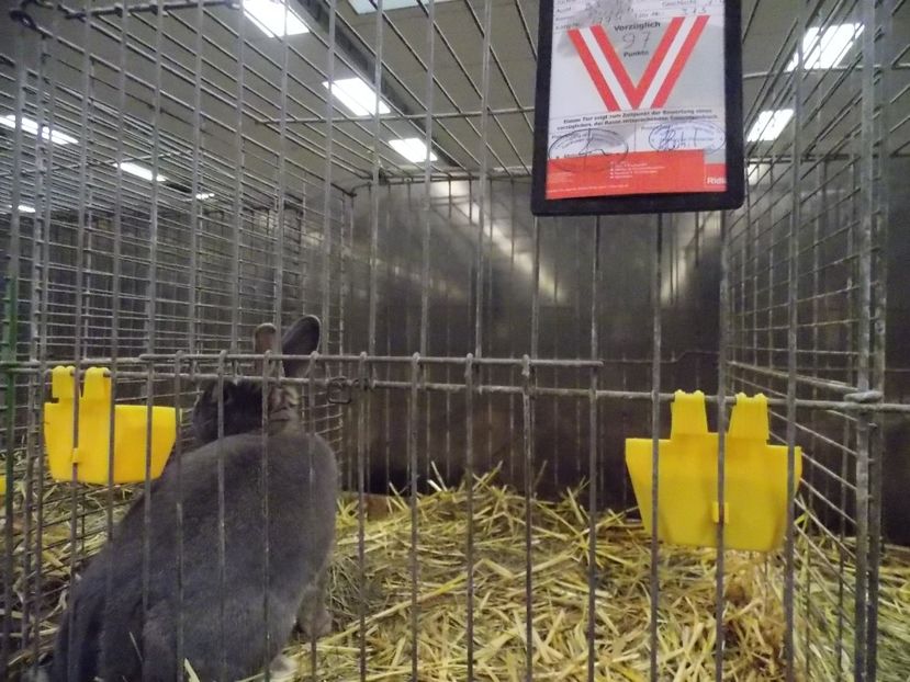  - EXPO-2017- NATIONALA AUSTRIEI WELS