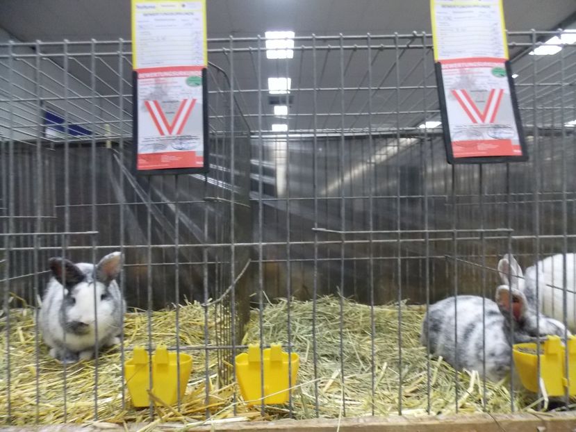  - EXPO-2017- NATIONALA AUSTRIEI WELS