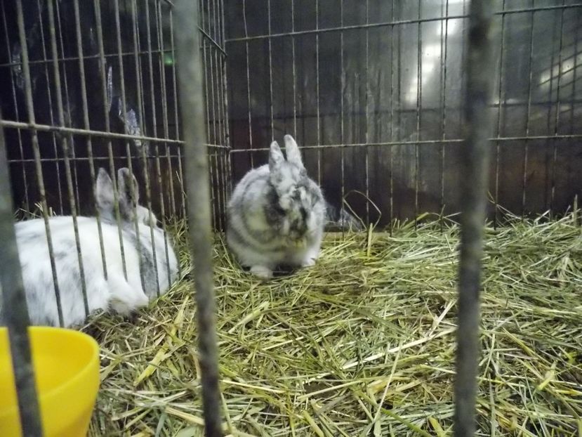  - EXPO-2017- NATIONALA AUSTRIEI WELS