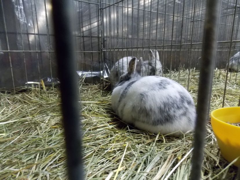  - EXPO-2017- NATIONALA AUSTRIEI WELS