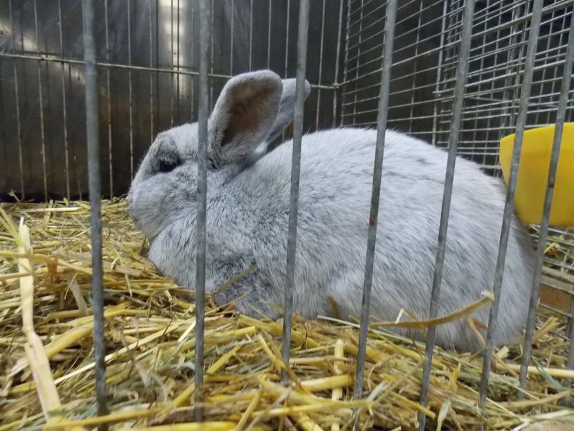  - EXPO-2017- NATIONALA AUSTRIEI WELS