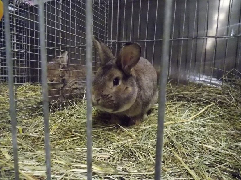  - EXPO-2017- NATIONALA AUSTRIEI WELS