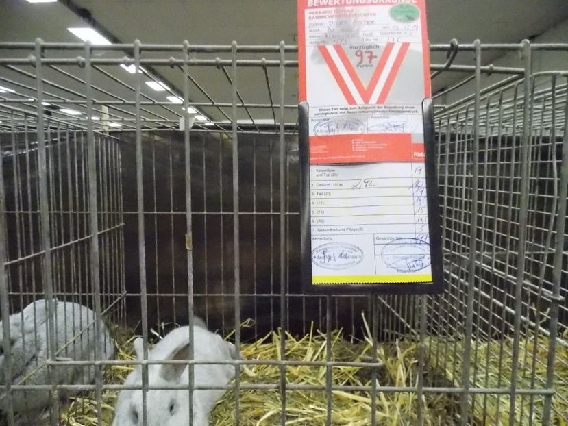  - EXPO-2017- NATIONALA AUSTRIEI WELS