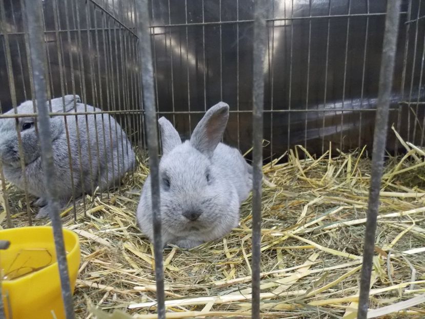  - EXPO-2017- NATIONALA AUSTRIEI WELS