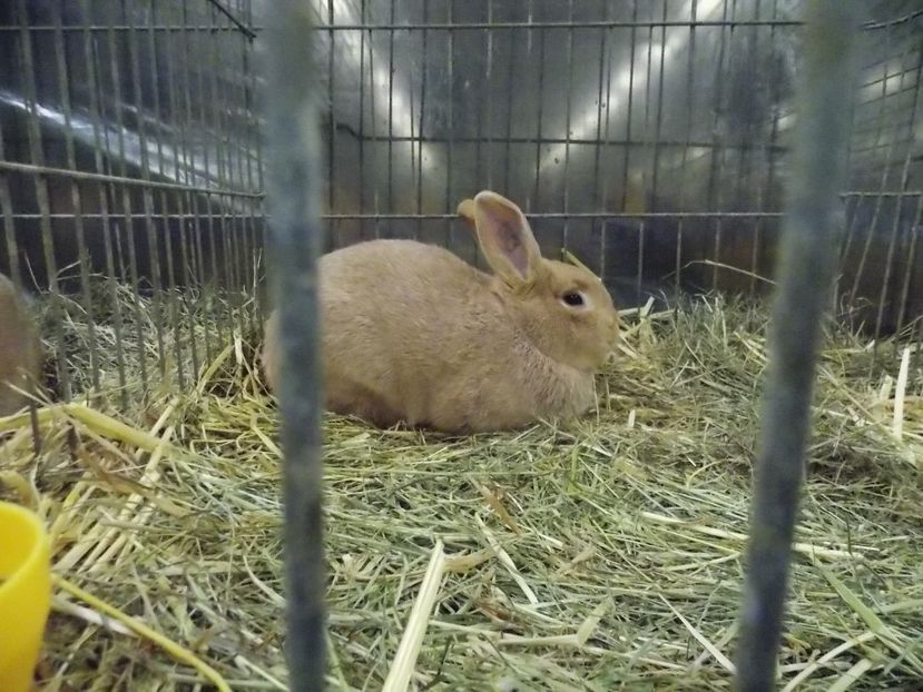  - EXPO-2017- NATIONALA AUSTRIEI WELS