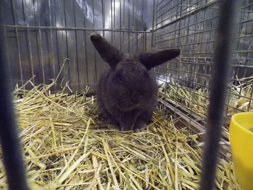  - EXPO-2017- NATIONALA AUSTRIEI WELS