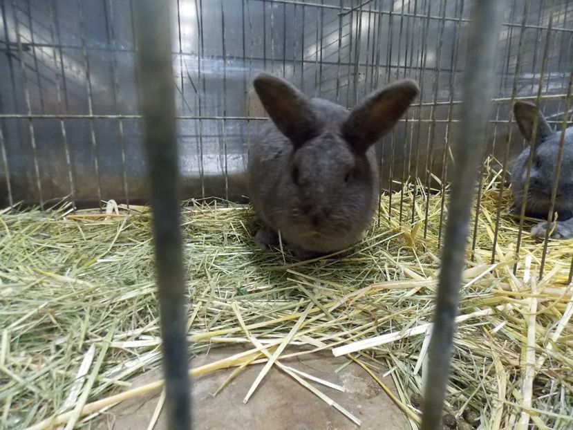  - EXPO-2017- NATIONALA AUSTRIEI WELS