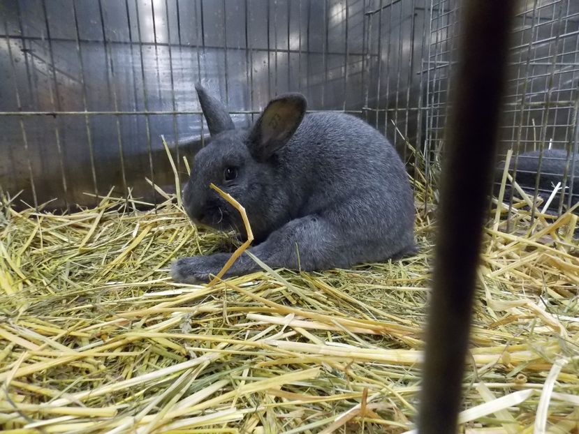  - EXPO-2017- NATIONALA AUSTRIEI WELS