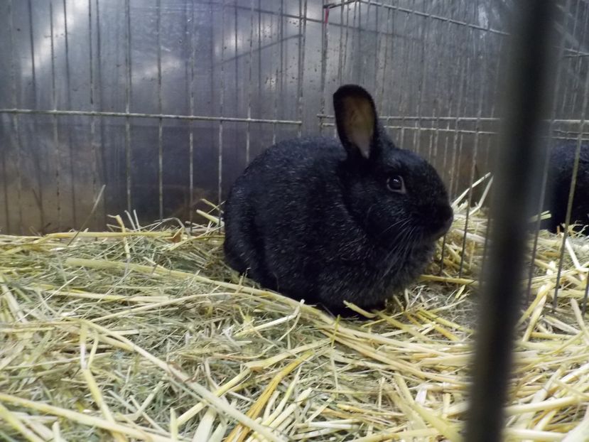  - EXPO-2017- NATIONALA AUSTRIEI WELS