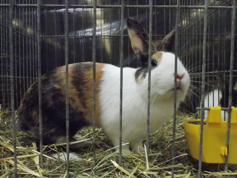  - EXPO-2017- NATIONALA AUSTRIEI WELS