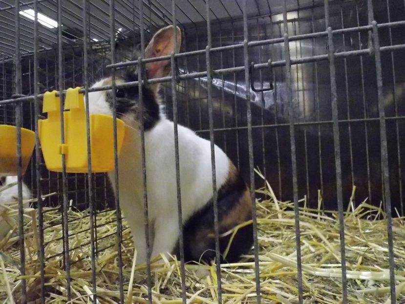  - EXPO-2017- NATIONALA AUSTRIEI WELS