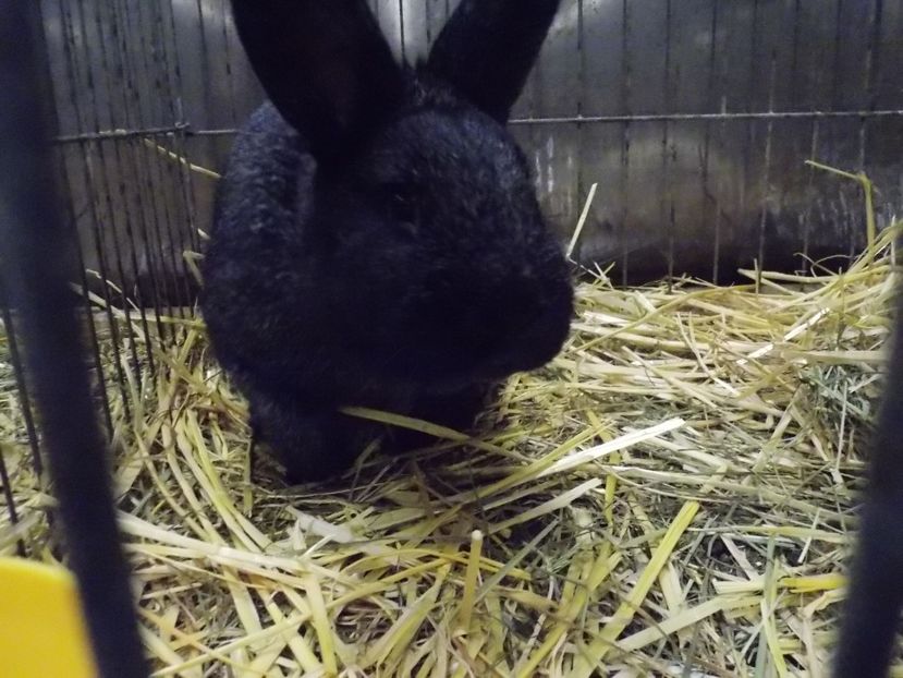  - EXPO-2017- NATIONALA AUSTRIEI WELS