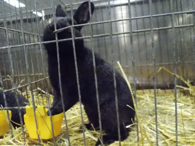  - EXPO-2017- NATIONALA AUSTRIEI WELS