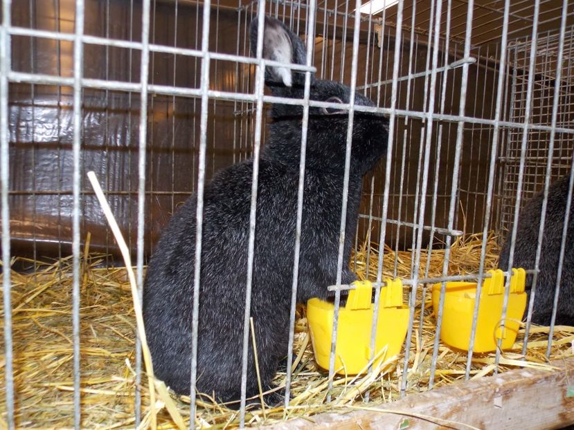  - EXPO-2017- NATIONALA AUSTRIEI WELS