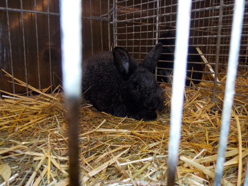  - EXPO-2017- NATIONALA AUSTRIEI WELS