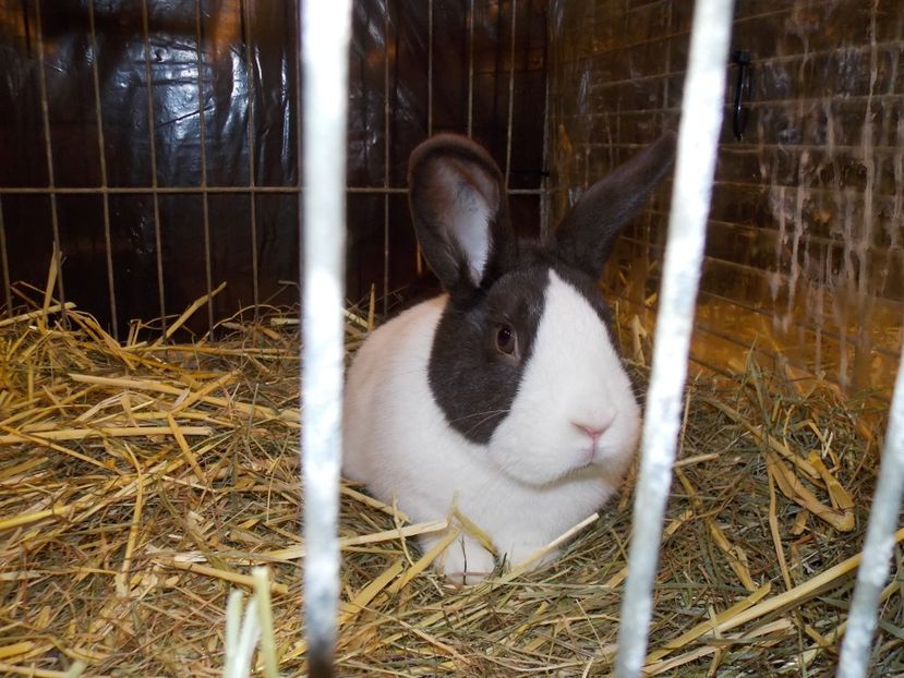  - EXPO-2017- NATIONALA AUSTRIEI WELS